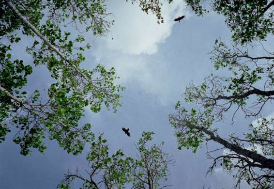 Overhead crows, very noisy birds