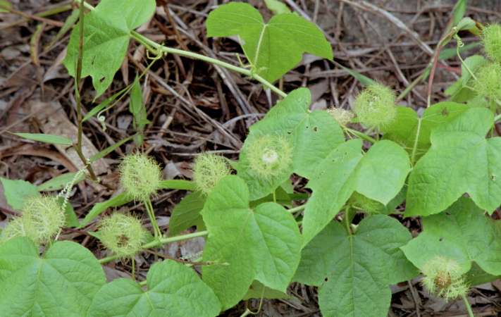 Passion plant on the ground