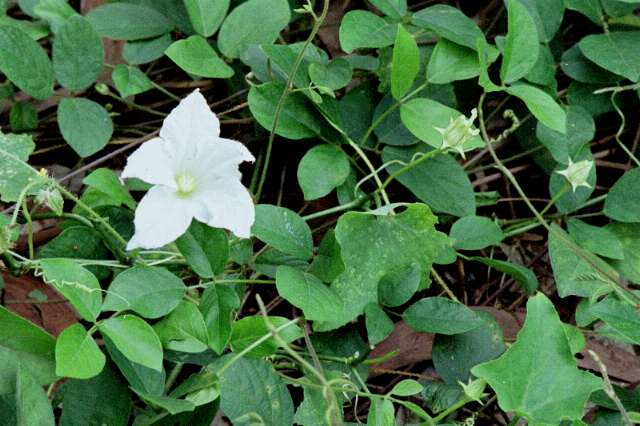 Unkb\nown white flower on ground